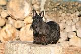 SCOTTISH TERRIER 127